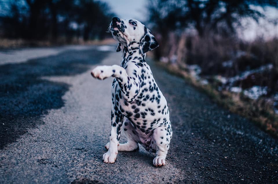 Fotografie od vicky_photography