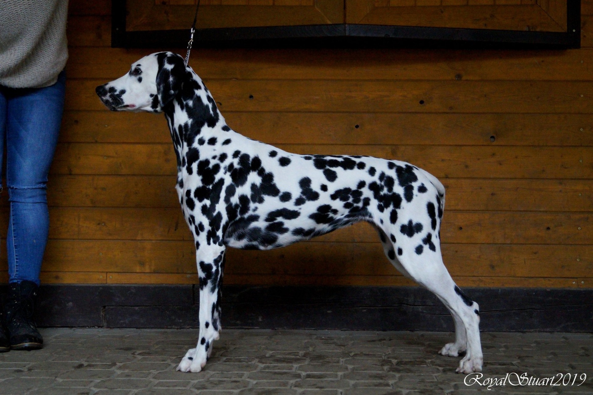 foto od Royal Stuart photo